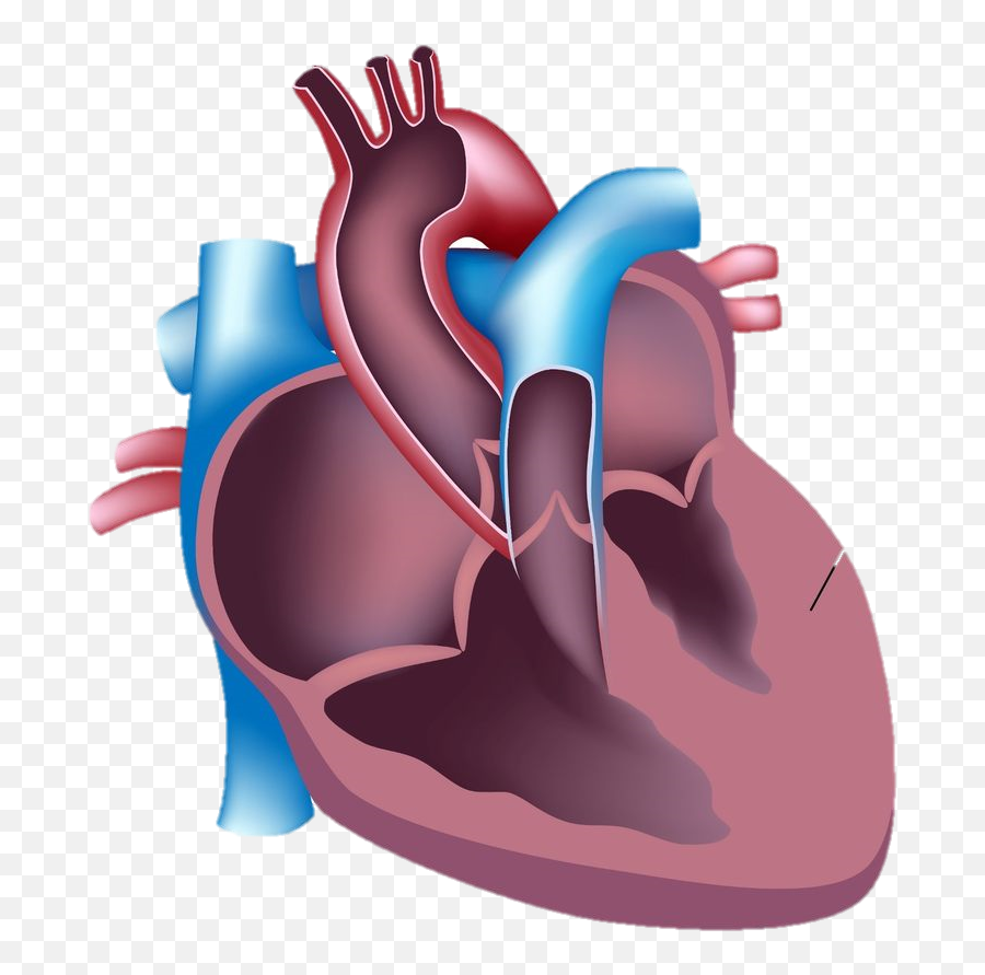 During Intense Physical Exercise The Hypertrophic Heart - Cross Section Of Heart Labeled Png,Human Heart Png