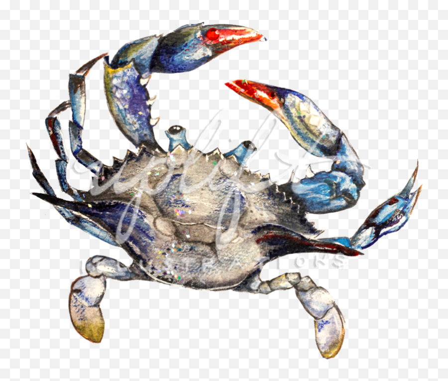 Uplift Illustrations - Chesapeake Blue Crab Png,Crab Png