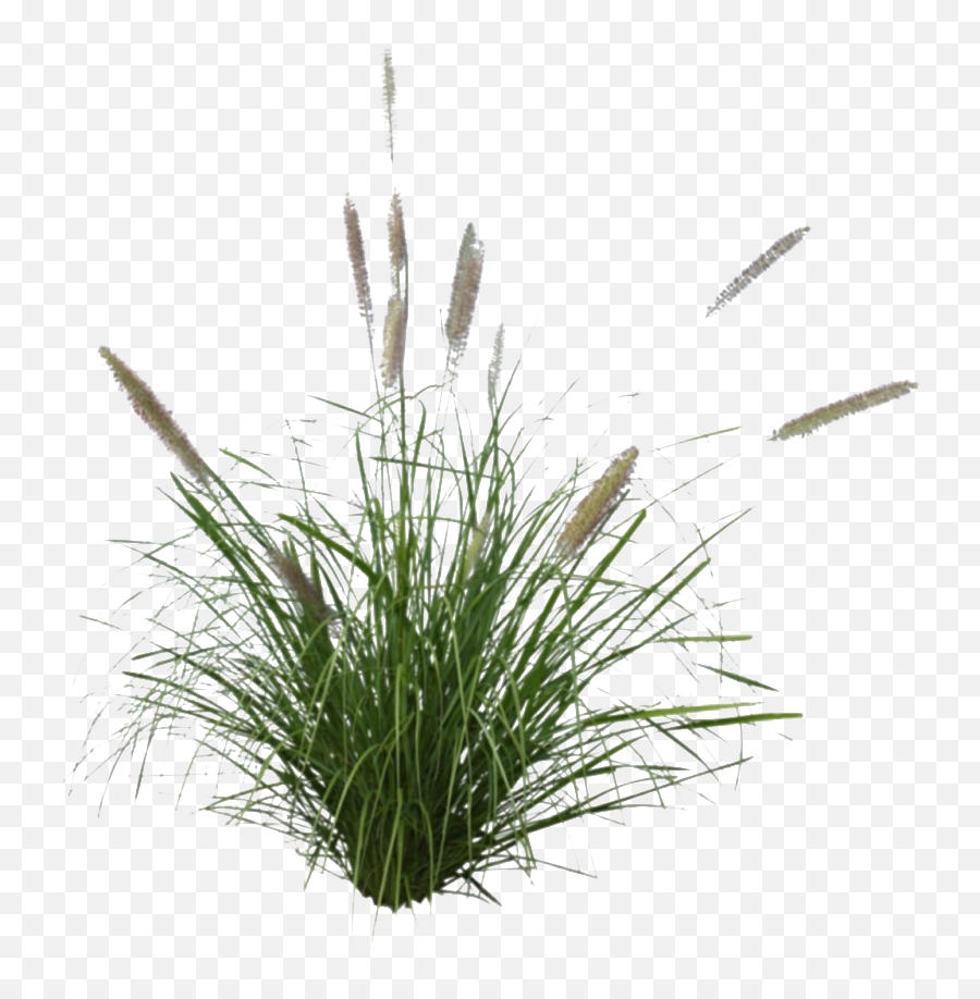 Beach Grass Png Image - Pennisetum Png,Grass Png