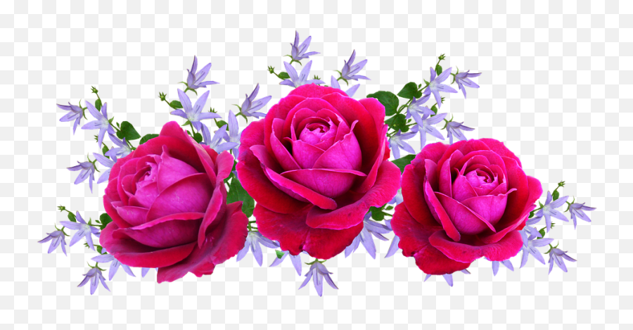 Roses Red David Austin - Floral Rosa Pink Png,Rosas Png