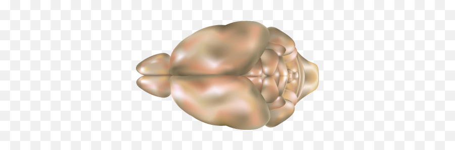 Mouse Brain Top View - Brain Mouse Png,Top View Png