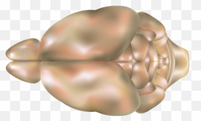 Mouse Brain Top View - Brain Mouse Png,Top View Png