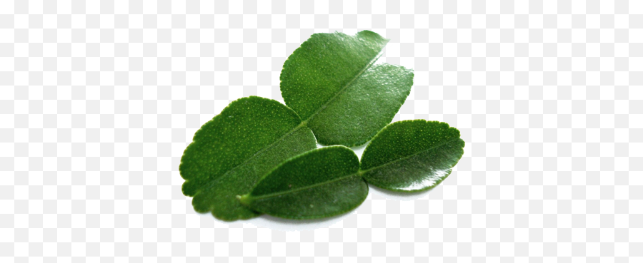 Kaffir Lime Leaves Png Free Download - Png,Mint Leaves Png