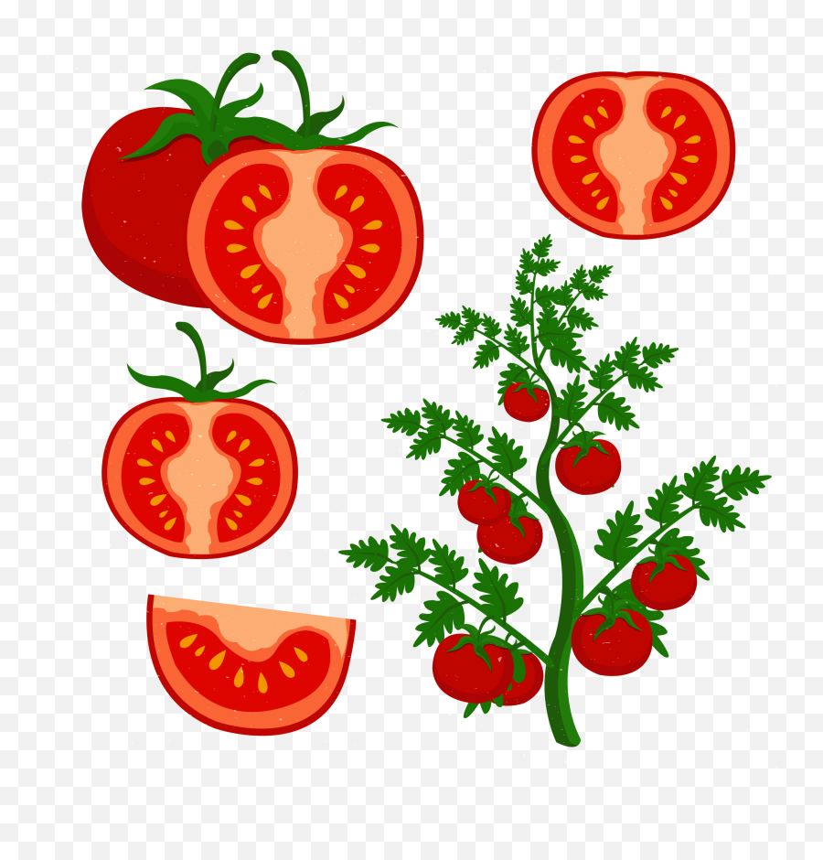 Download Clip Art Freeuse Cherry Tomato Grow - Cherry Tomatoes Clipart Png,Tomatoes Png