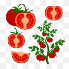 Download Clip Art Freeuse Cherry Tomato Grow - Cherry Tomatoes Clipart Png,Tomatoes Png
