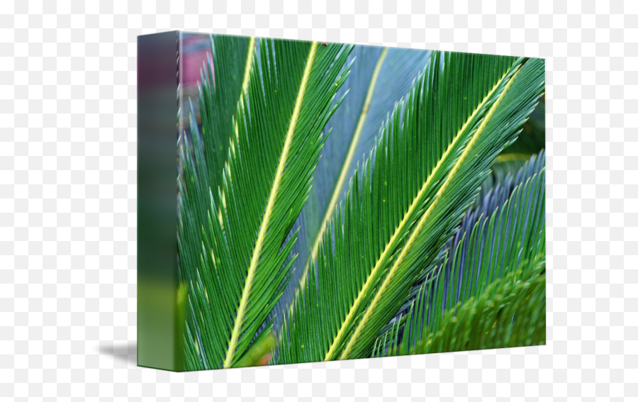 Palm Branches By Karen Adams - Fresh Png,Palm Fronds Png