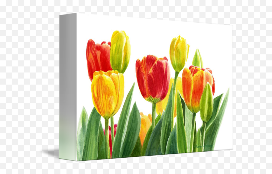 Orange And Yellow Tulips With White Background By Sharon Freeman - Orange And Yellow Tulips With Background Png,Tulips Transparent Background