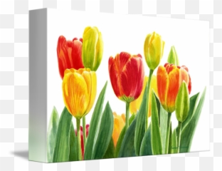 Orange And Yellow Tulips With White Background By Sharon Freeman - And With png