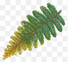 Download Victorian Scrap Of A Fern Leaf - Vertical png