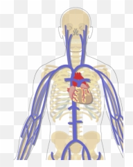 The Major Systemic Veins - Two Major Systemic Veins Png,Veins Png