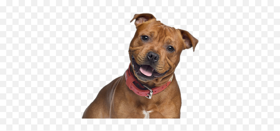 Cute Pitbull Png U0026 Free Pitbullpng Transparent Images - Let Me See Those Staffordshire Bull Terrier,Pit Bull Png