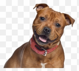 Pit Bull Png - Pit Bull Dogs,Pit Bull Png - free transparent png images ...