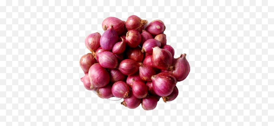 Small Onion - Onion Png,Onion Png