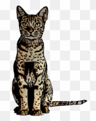 February 2022u0027s New Cryptocurrencies Tokens U0026 Coins - Bengal Cat png