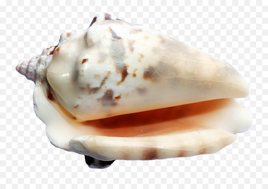 Sea Ocean Shell Png Image Images Free - Seashell,Black Snake Png