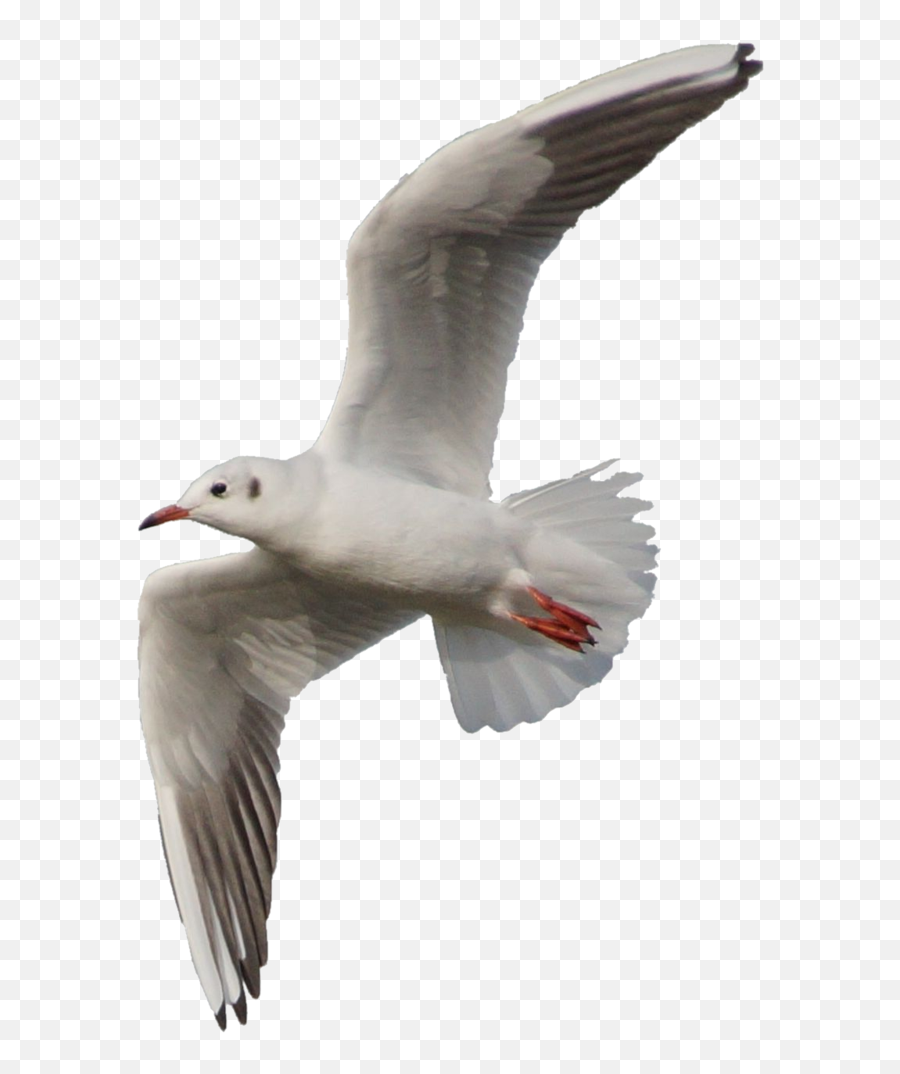 Gull Png Images Free Download - Seagull Png,Seagull Png