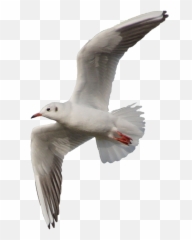 Gull Png Images Free Download - Seagull Png,Seagull Png
