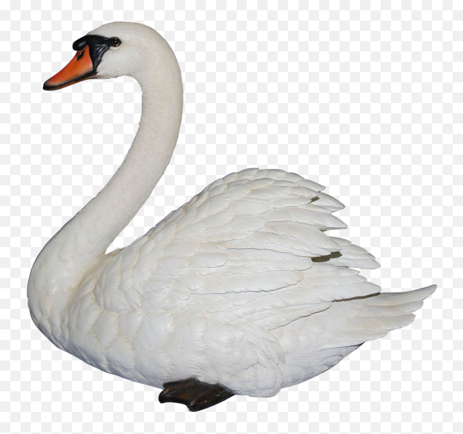 Swan Png Clipart - Clipart Swan,Swan Png