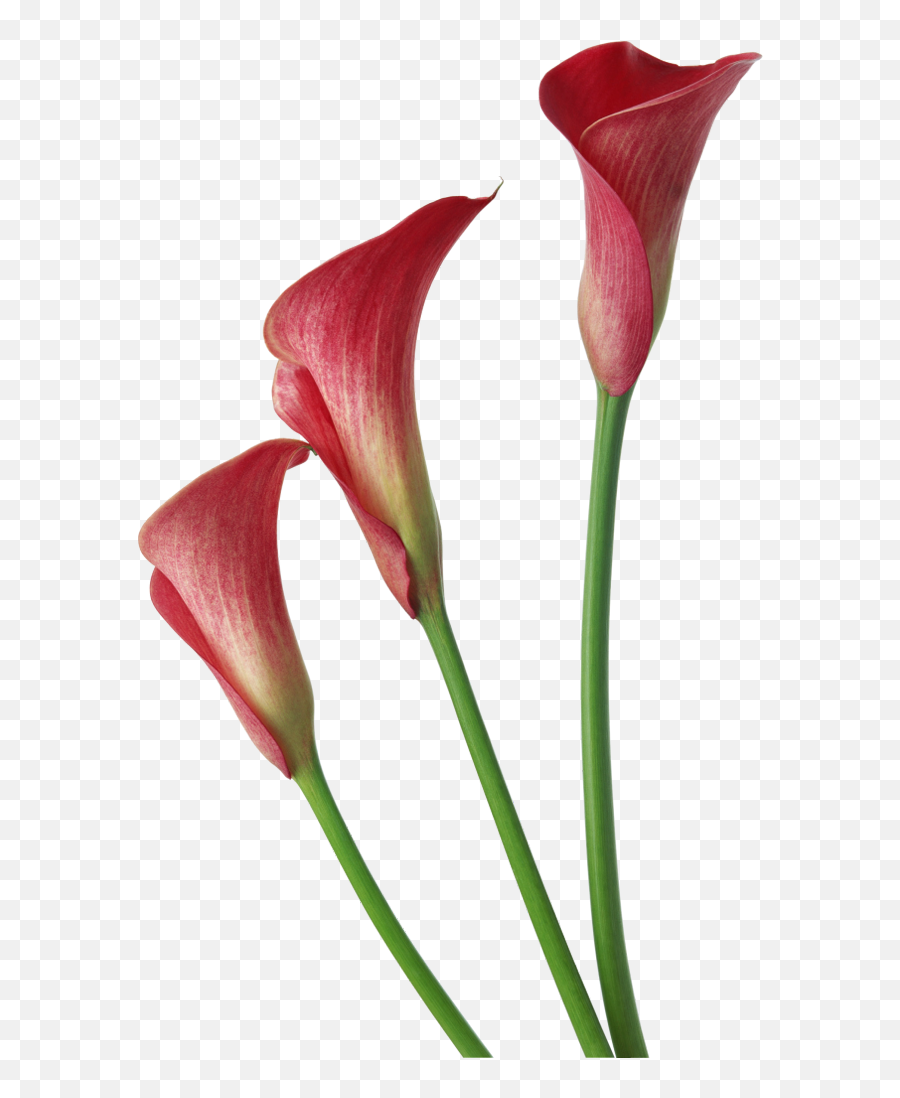 Red Transparent Calla Lilies Flowers Clipart - Calla Lily Transparent Background Png,Flower Clipart Transparent