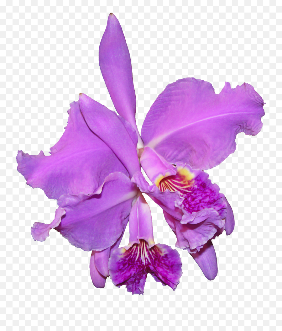 Download Orchid Flower Png Image For Free - Purple Orchids Transparent Background,Flower Png