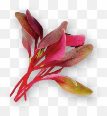 Micro Beet Bulls Blood - Micro Bulls Blood Png,Blood Cut Png
