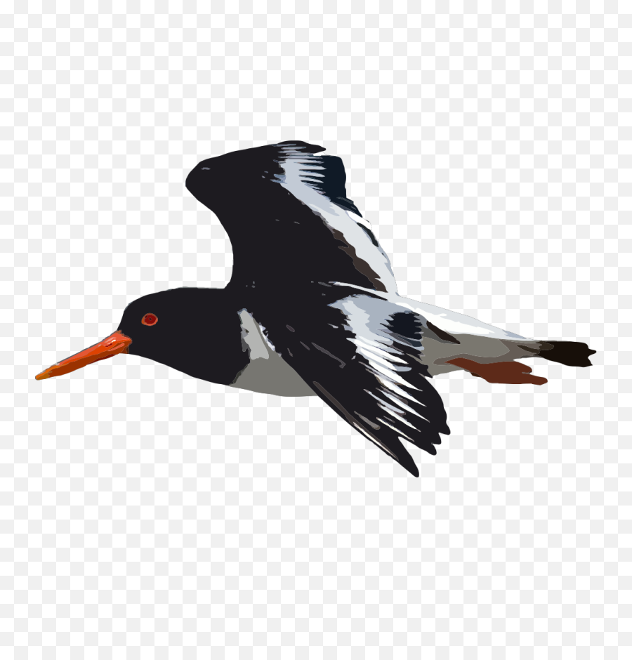 Black Bird Flying Png Svg Clip Art For Web - Download Clip Oyster Catcher Flying Png,Bird Flying Png