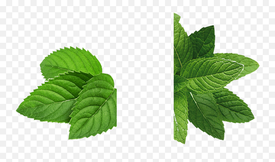 Mint Png Pictures Free Download - Mint Png,Mint Leaf Png