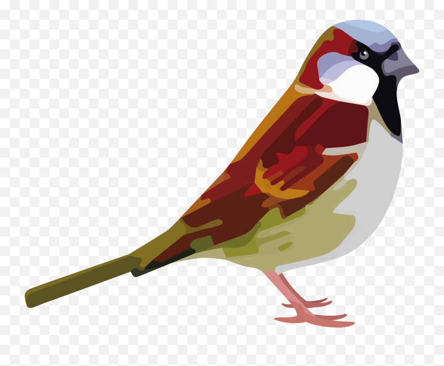 Download Free Png Sparrow Photo - House Sparrow,Sparrow Png