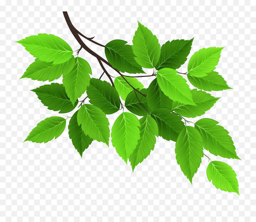 Hojas Arboles Image Collection - Green Leaves Clipart Png,Hojas Png