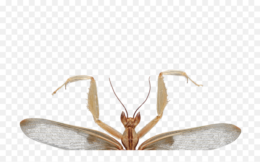 Predation - Hymenopus Coronatus Png,Mantis Png