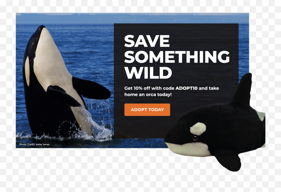 Orca Defenders Of Wildlife Png Whale Transparent Background
