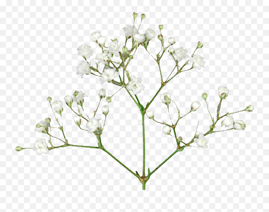 Breath Flowers Png Free Pic - Breath Flower Png,Baby's Breath Png