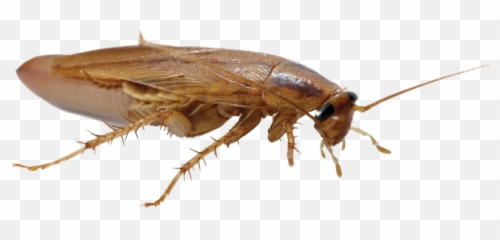 6 Cockroach Buttons 34 Or 20 Mm Sewing Craft - Cricket Png,Cockroach Transparent