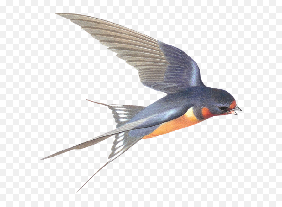 Swallow Png Download Image With Transparent Background - Barn Swallow Png,Birds Transparent Background