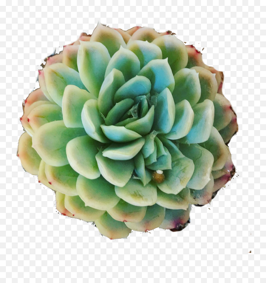 Download Hd Mexican Snowball Succulent - Cactus Png,Succulent Transparent Background