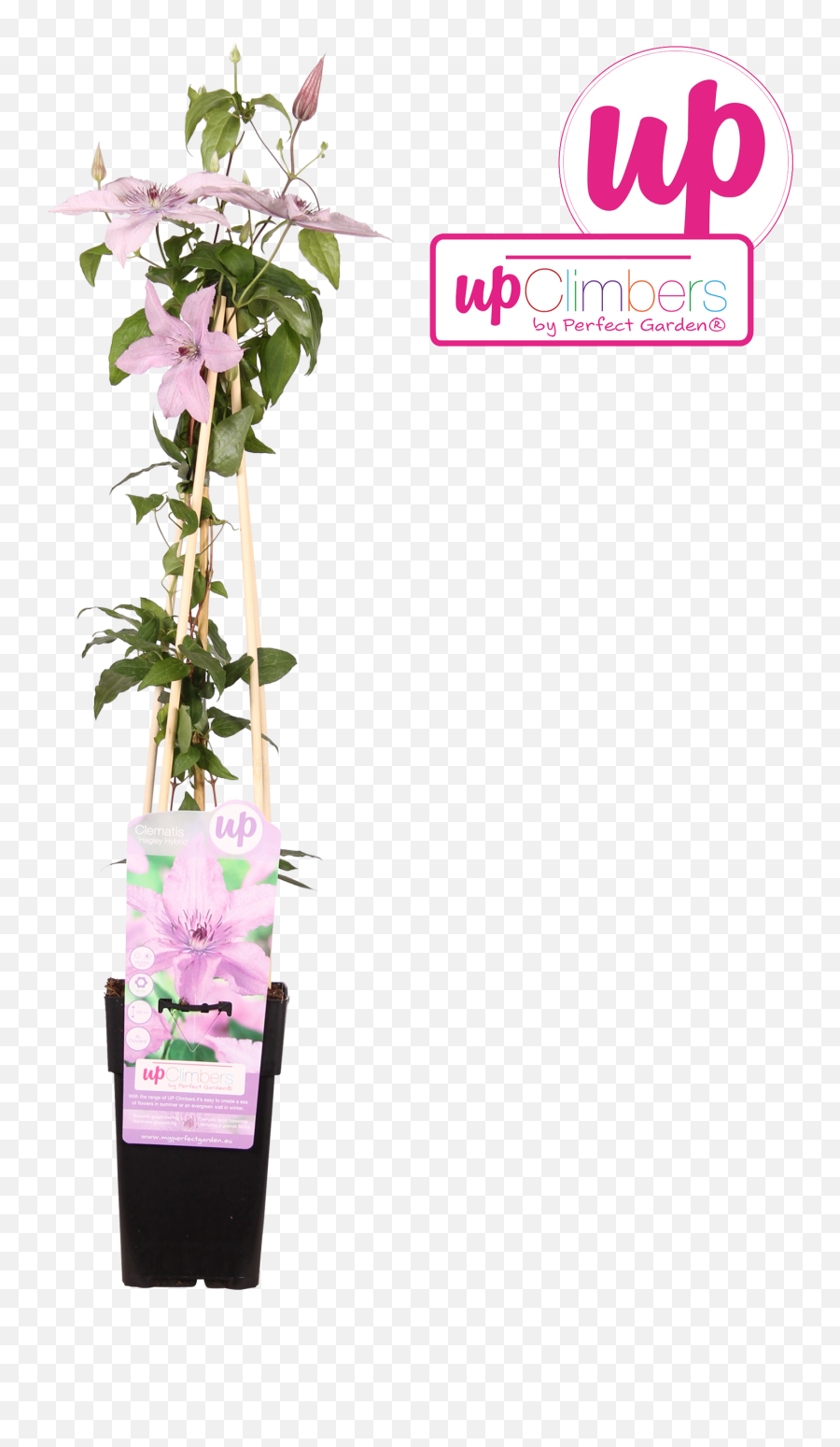 Full Size Png Image - Dendrobium,Bougainvillea Png