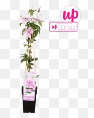 Full Size Png Image - Dendrobium,Bougainvillea Png