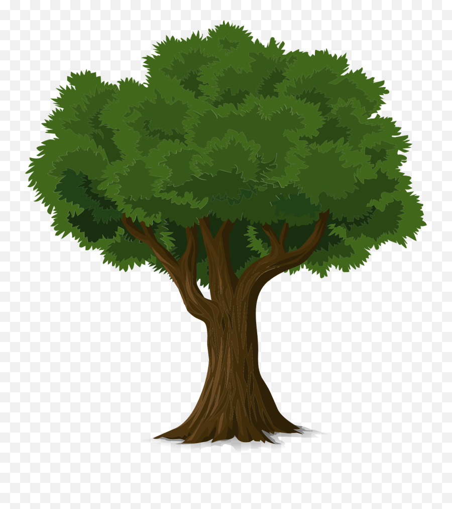 Tree Graphic Png 2 Image - Trees Of Knowledge William Sachiti,Tree Graphic Png