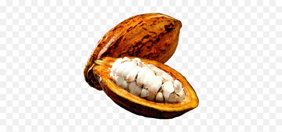 Cacao Png - Cacao Png,Cacao Png