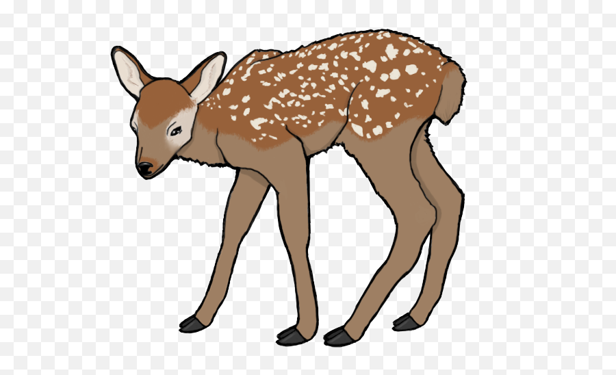 Baby Deer Png - Roe Deer,Baby Deer Png