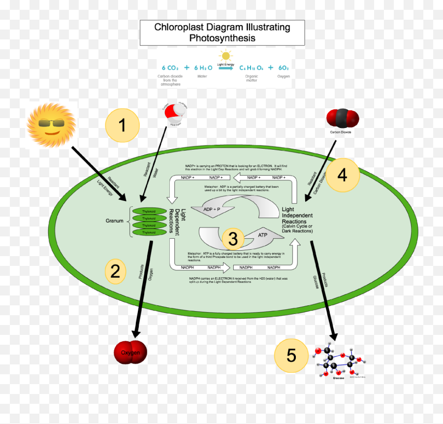 Download Hd Mitochondria Electron Transport Chain The Krebs - Circle Png,Mitochondria Png