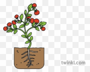 Tomato Plant Development Stage 7 Ripen - Top Of The Mountain Pictures Black And White Png,Tomato Plant Png
