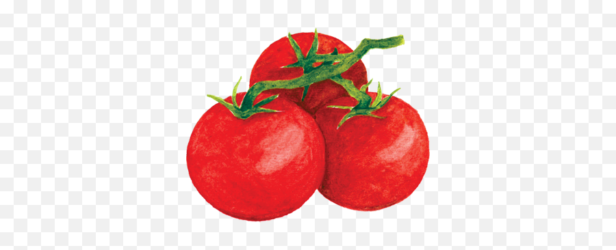 Tomato Harvest Png Tomatoes