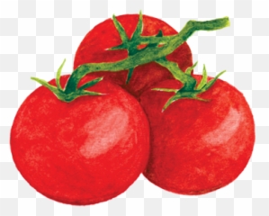 Tomato Harvest Png Tomatoes