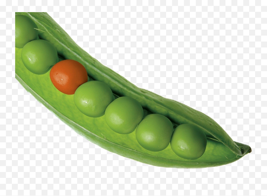 Pea Png Transparent Images All - Peas In Colombian Spanish,Transparent Backgrounds