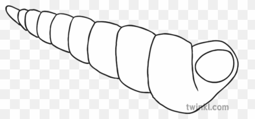 Auger Shell Black And White 1 Illustration - Twinkl Shell Clipart Black And White Individual Png,Seashell Clipart Png