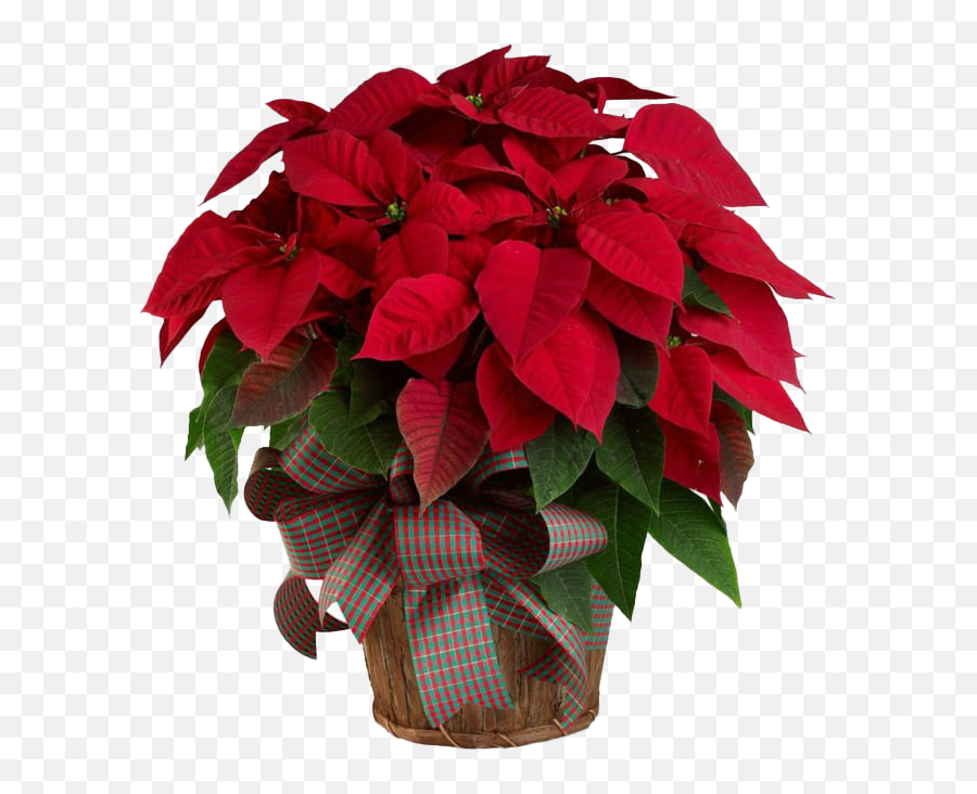 Poinsettia Png Pic Mart - Christmas Flowers,Poinsettia Transparent Background