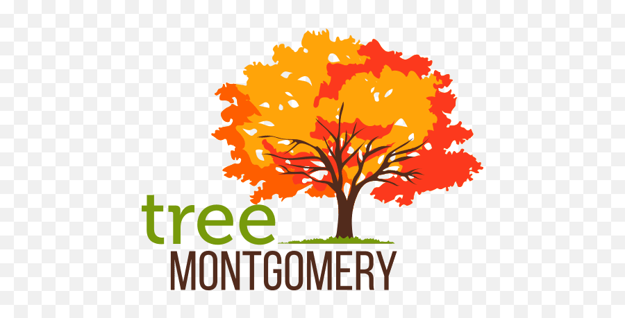 Tree Montgomery - Tree Montgomery Png,Simple Tree Icon