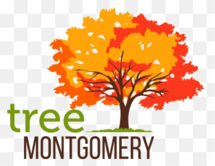 Tree Montgomery - png