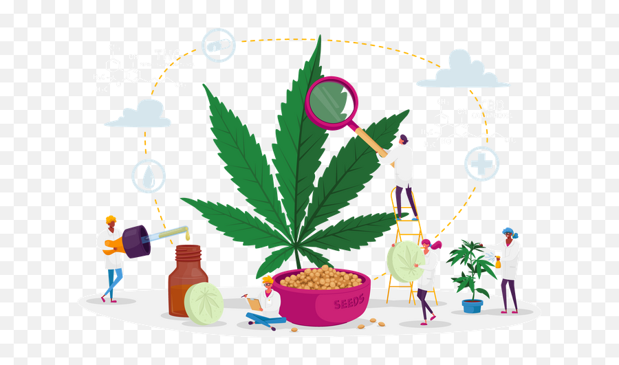Marijuana Good Icon - Download In Glyph Style Marijuana Cases Clipart Png,Marijuana Leaf Icon